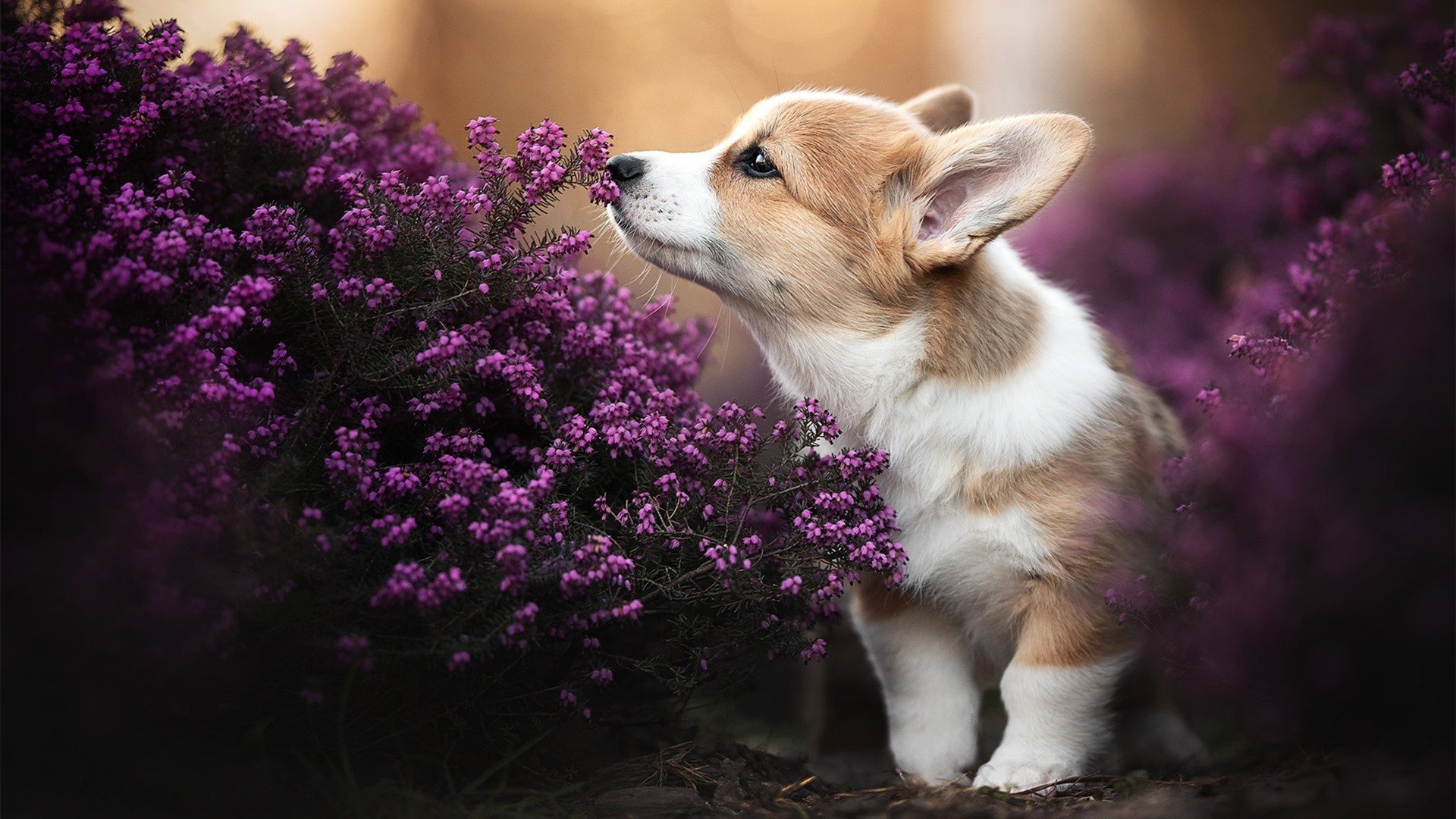 赛道与球场，速度与防守的冰火交响