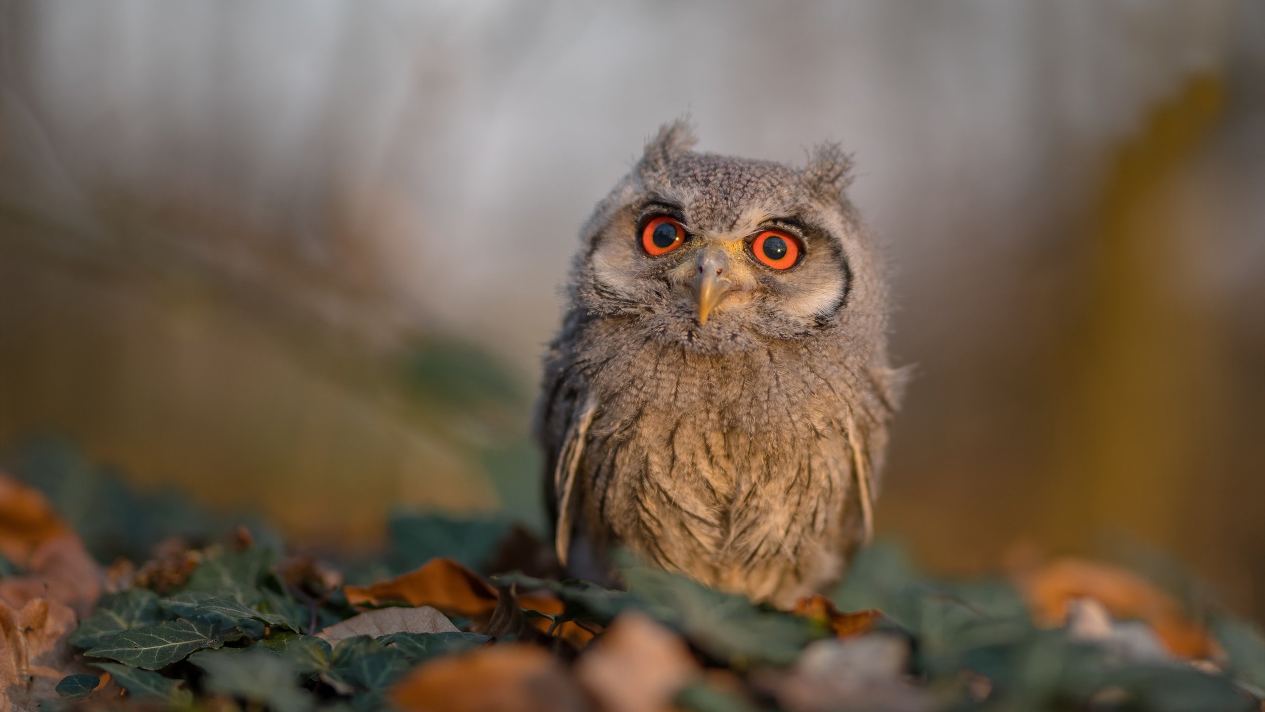低效射手还是唯一英雄?范弗利特用独行侠的绝望铸就爵士答案
