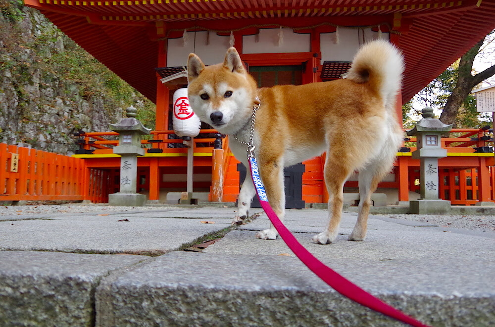 跨洋的处决，牙买加冰封亚平宁火焰，阿尔瓦雷斯完成致命一击