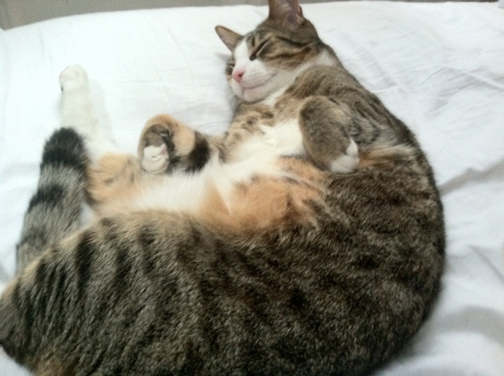 以彼之道，火箭用保罗式的灵魂击穿浙江