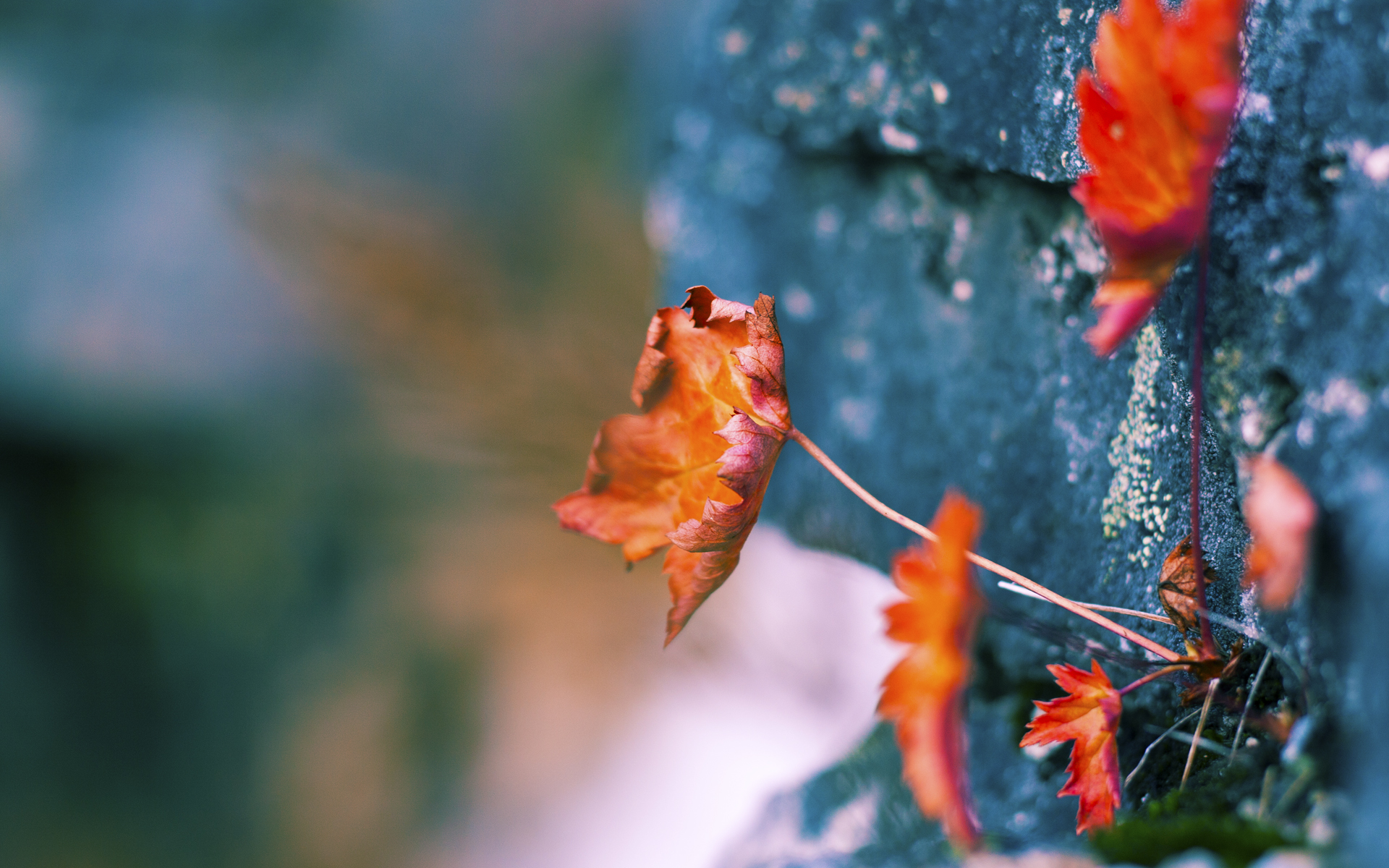 铁幕横跨天山，新疆队用防守绞索勒住公牛，武切维奇高分背后藏满无奈