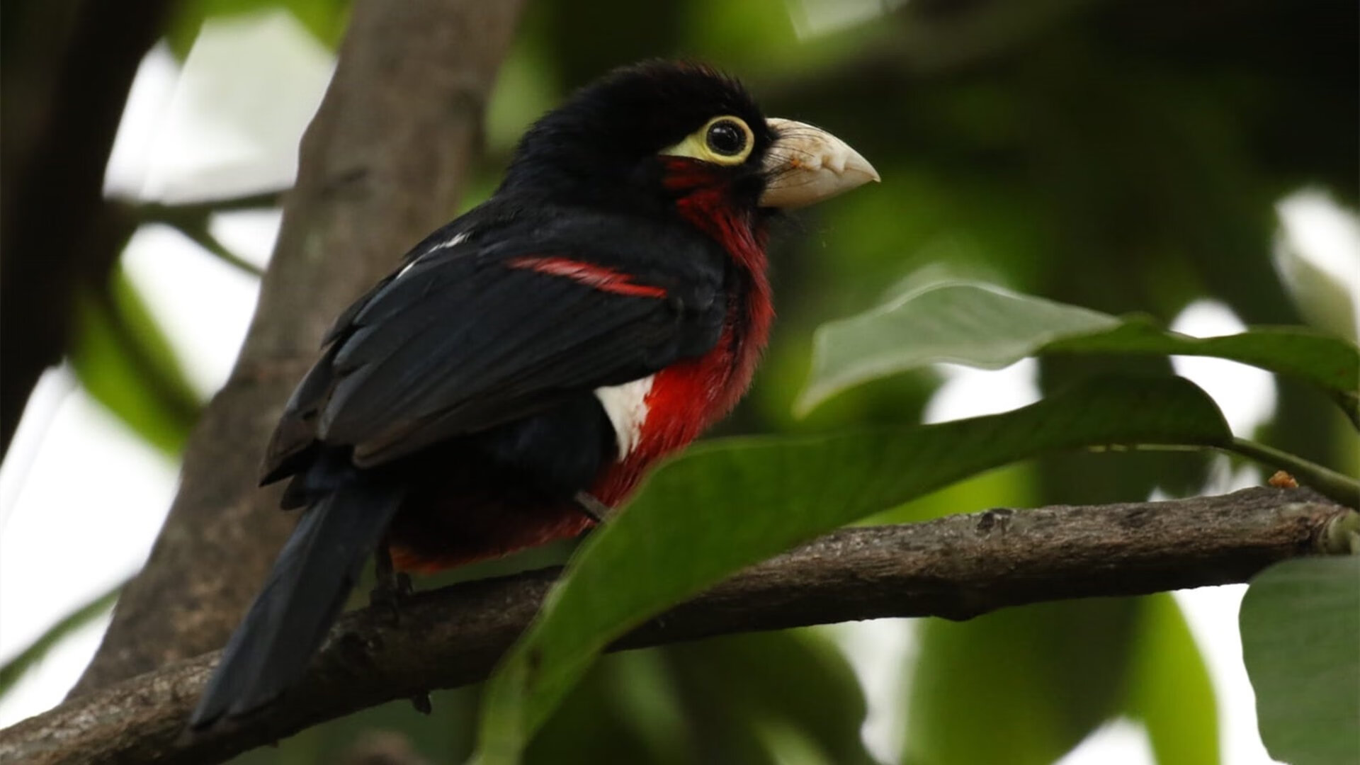 当德布劳内绽放,厄瓜多尔的胜利诠释足球的韧性密码