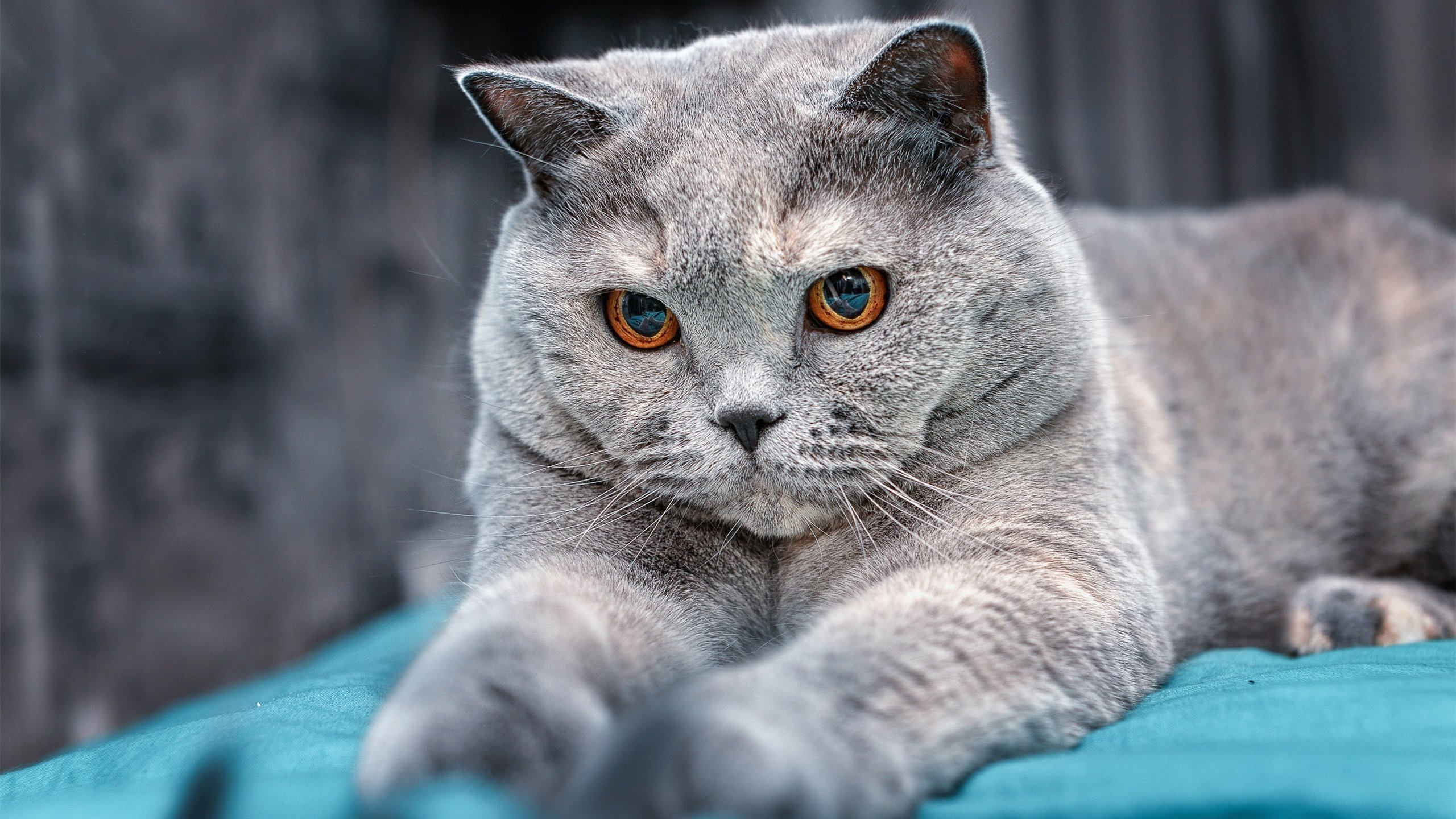 唯一性的跨界交响，国际米兰土耳其称雄与加克波NBA季后赛奇幻接管