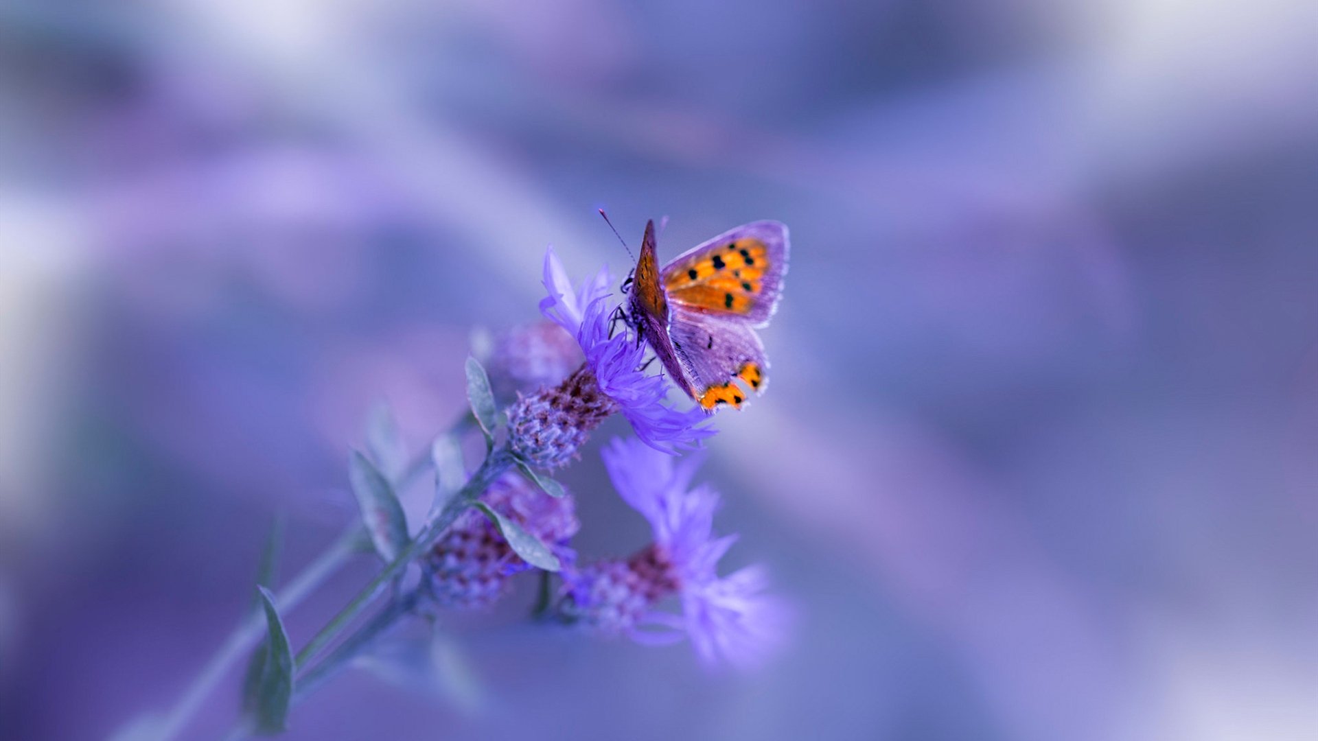 末节之王VS永恒团队，福克斯用1.2秒为新生代正名