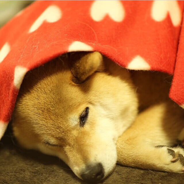 绿与金的对话，当凯尔特人力克爵士，一场超越篮球的世界排名争夺战