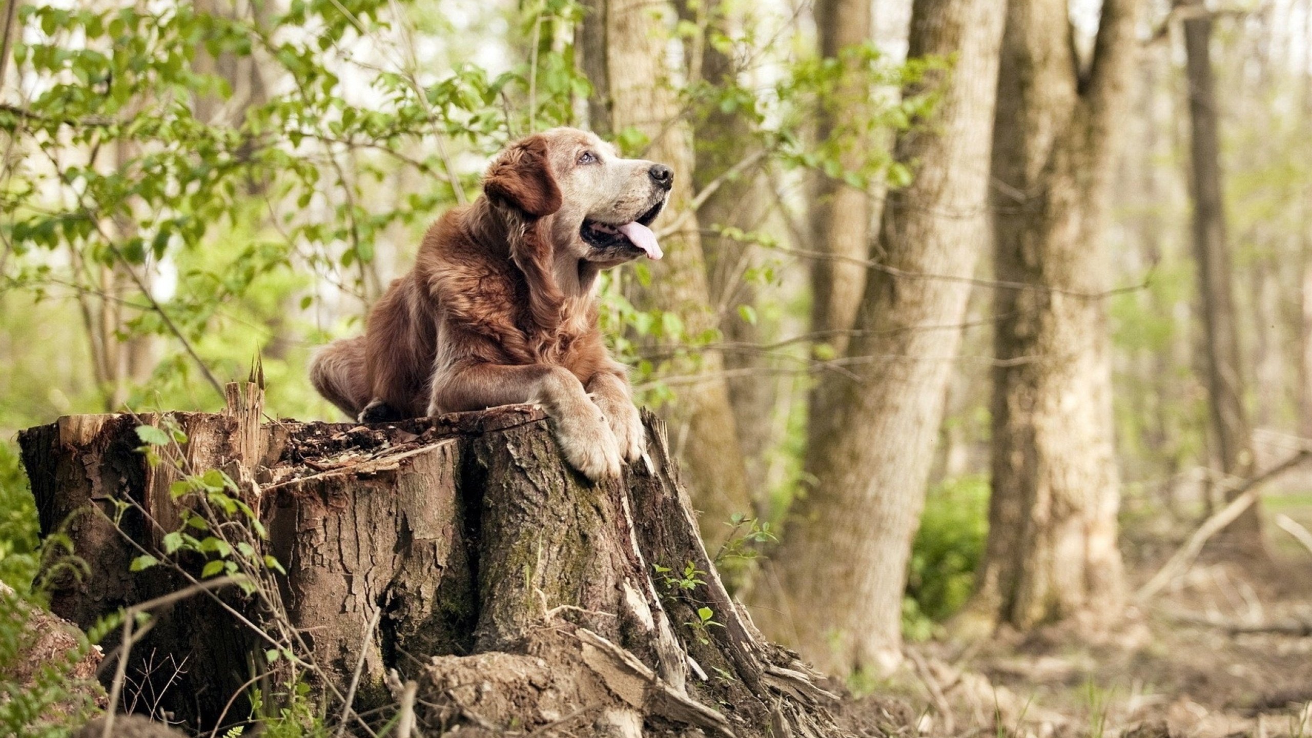 高原铁壁与孤勇锋刃，范戴克爆发难敌玻利维亚的战术窒息术
