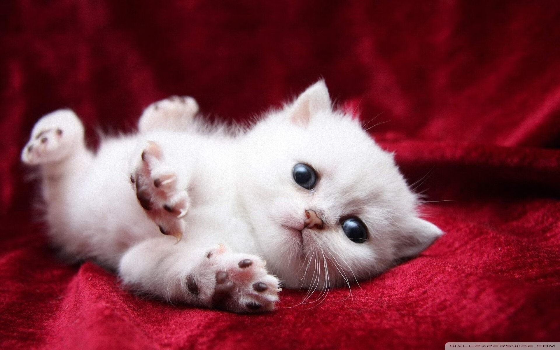 沙漠风暴席卷维也纳，2026世界杯C组，沙特如何以精密刺杀完成对奥地利的文明级横扫